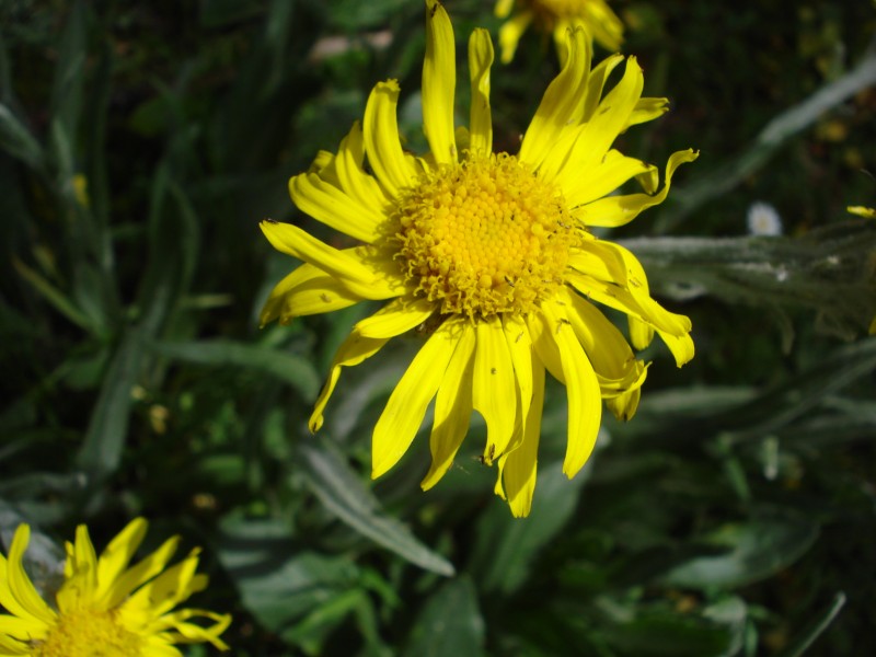 Senecio sp.