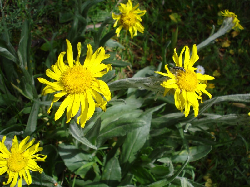 Senecio sp.