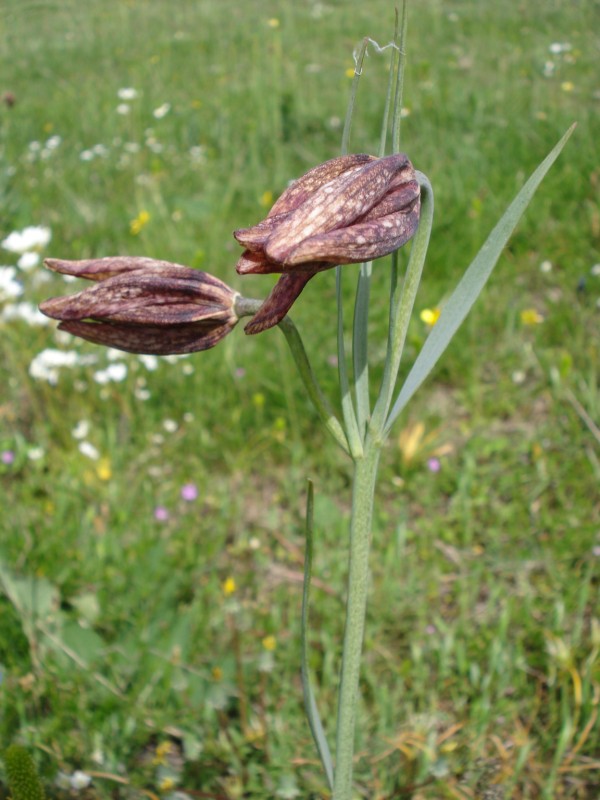 Fritillaria montana (=tenella) / Meleagride minore