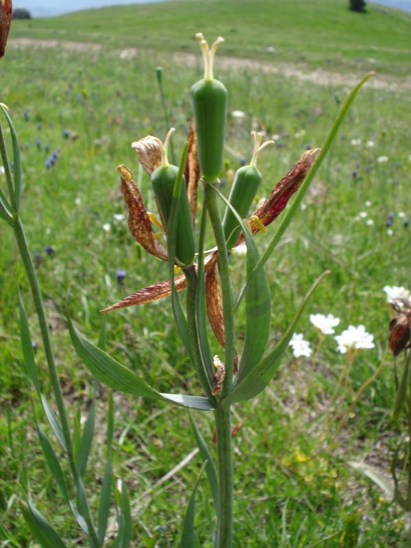 Fritillaria montana (=tenella) / Meleagride minore