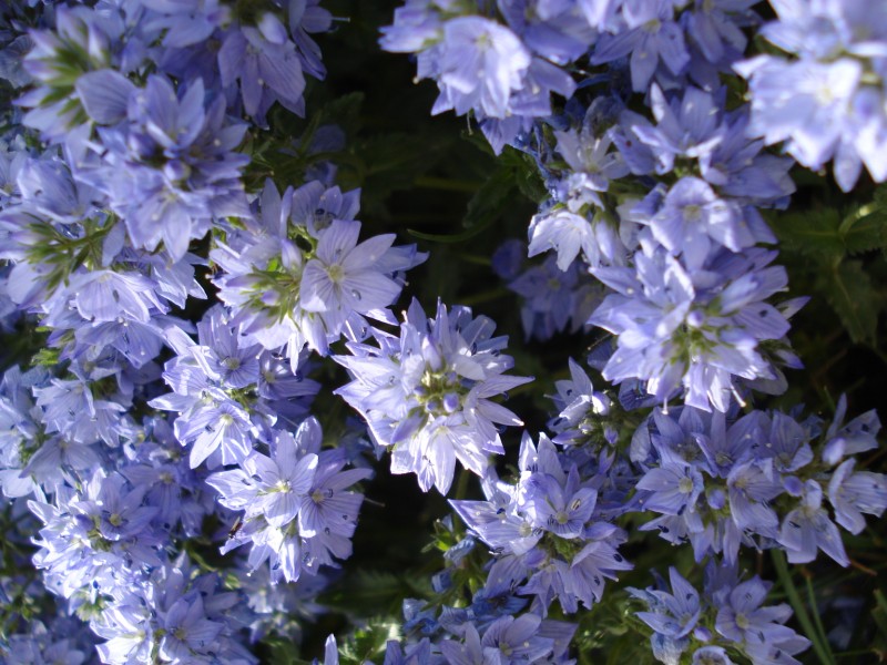 Veronica quota 1400 m