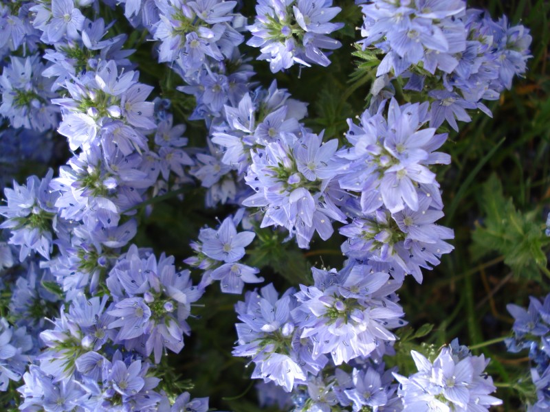 Veronica quota 1400 m