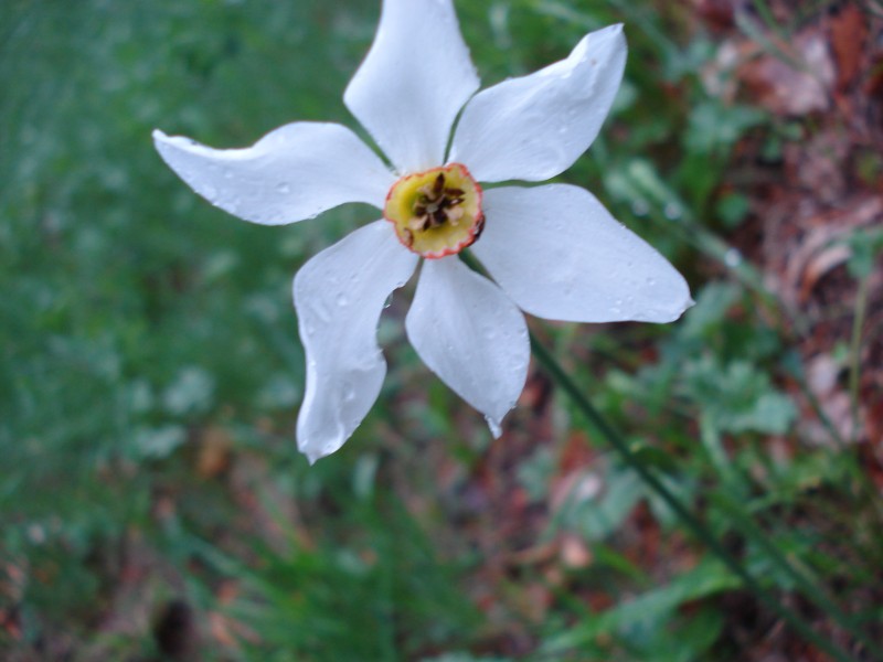 Narcissus poeticus / Narciso dei poeti