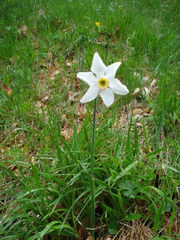 Narcissus poeticus / Narciso dei poeti