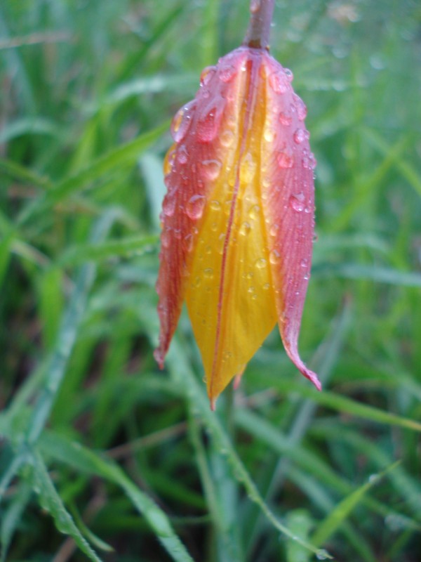 Tulipa australis / Tulipano montano