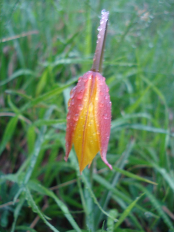 Tulipa australis / Tulipano montano