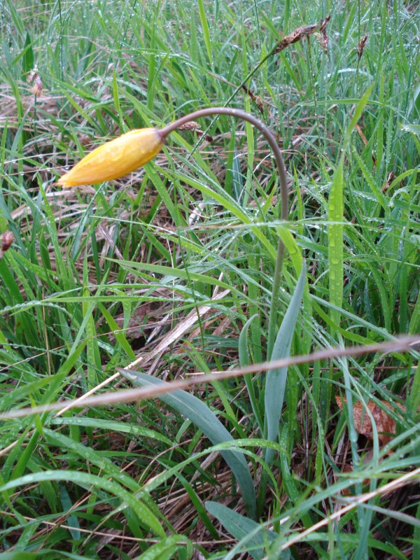 Tulipa australis / Tulipano montano