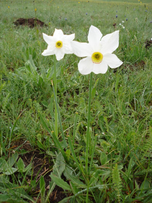 Narcissus poeticus / Narciso dei poeti