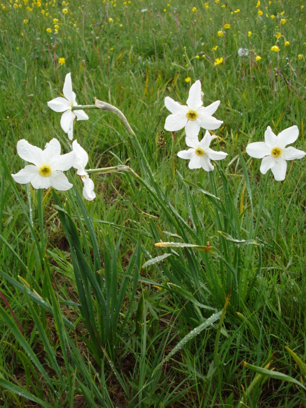 Narcissus poeticus / Narciso dei poeti