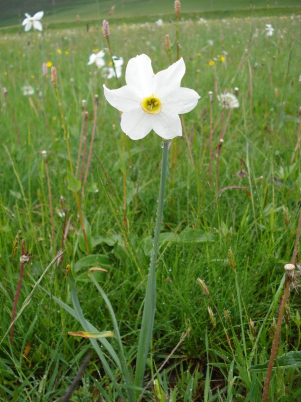 Narcissus poeticus / Narciso dei poeti