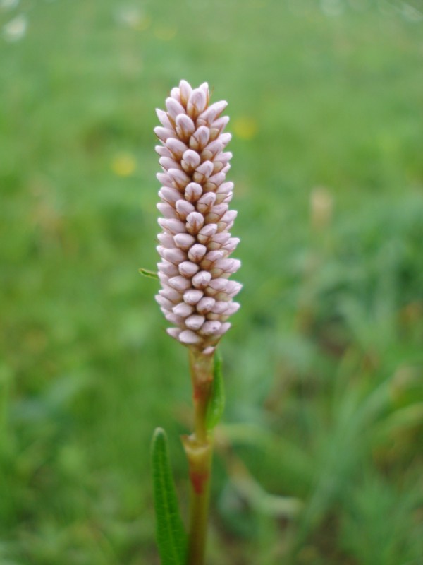 Bistorta officinalis / Poligono bistorta