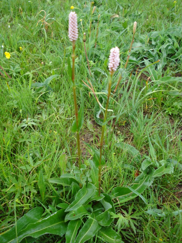 Bistorta officinalis / Poligono bistorta