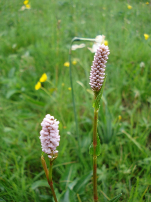 Bistorta officinalis / Poligono bistorta