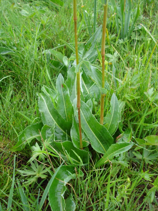 Bistorta officinalis / Poligono bistorta