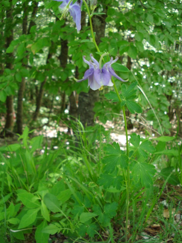 Aquilegia vulgaris