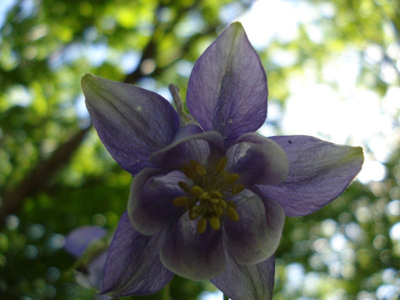 Aquilegia vulgaris