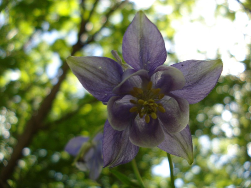 Aquilegia vulgaris