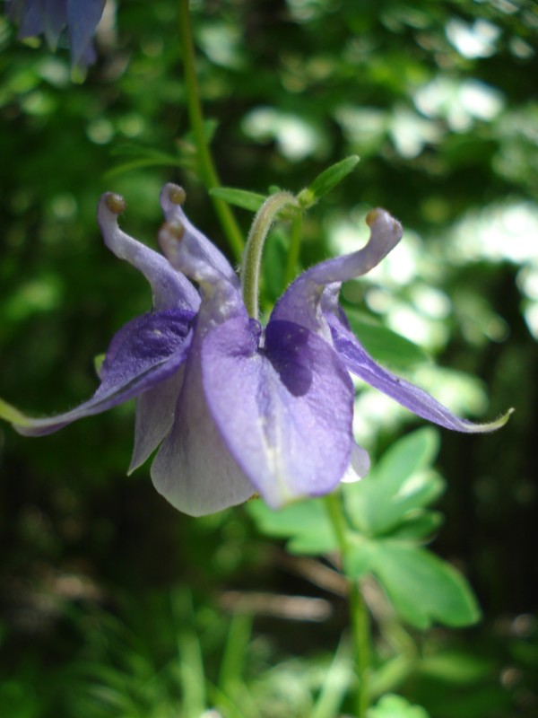 Aquilegia vulgaris