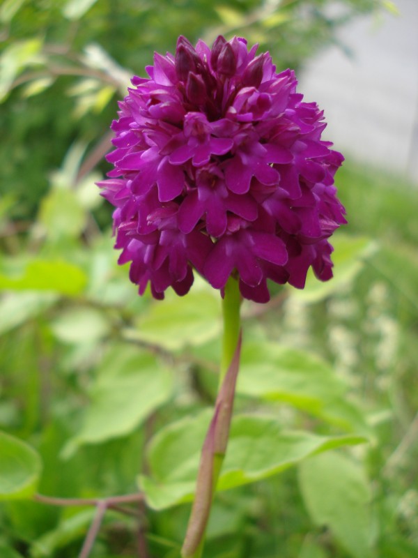 Anacamptis pyramidalis