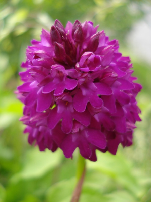 Anacamptis pyramidalis