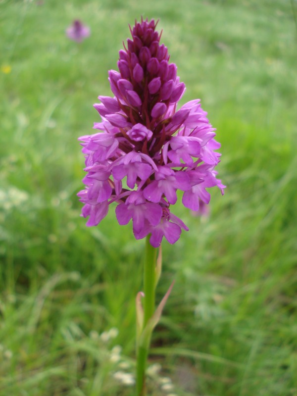 Anacamptis pyramidalis