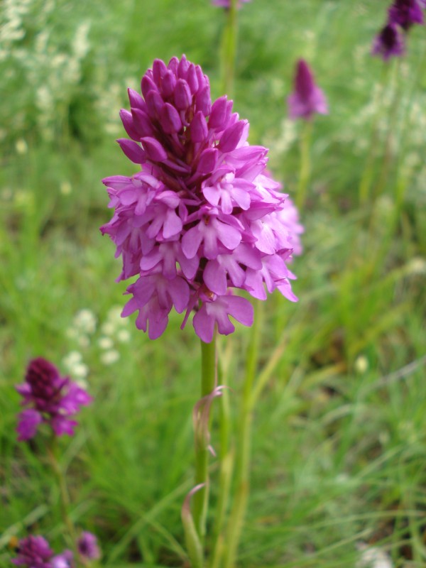 Anacamptis pyramidalis