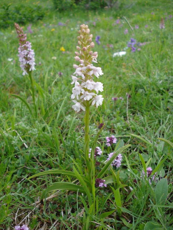 Gymnadenia conopsea