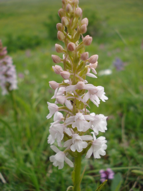 Gymnadenia conopsea