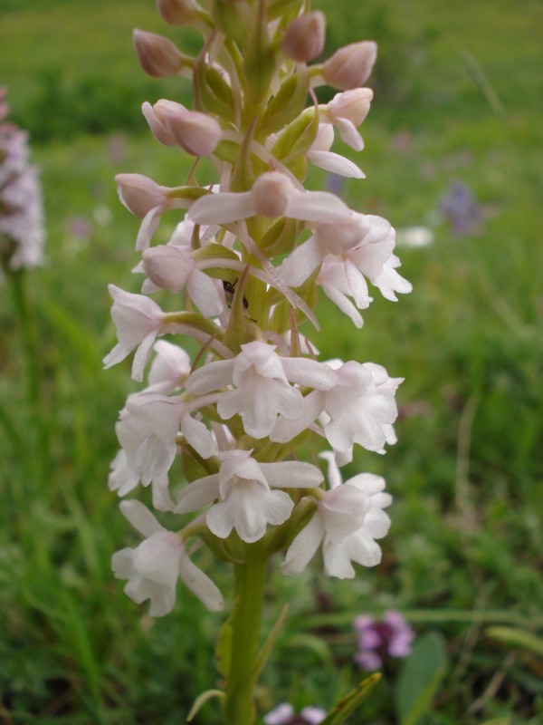 Gymnadenia conopsea