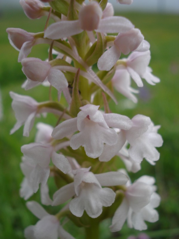 Gymnadenia conopsea