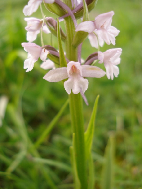 Gymnadenia conopsea