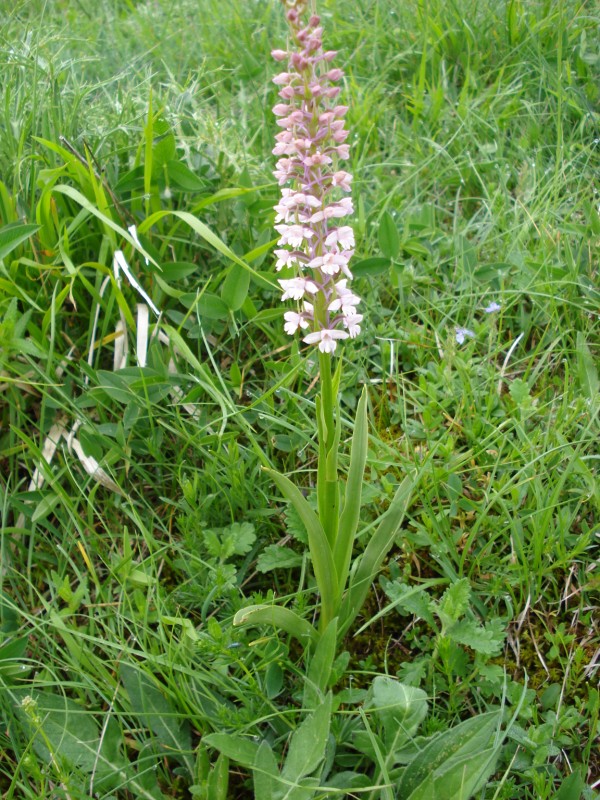 Gymnadenia conopsea