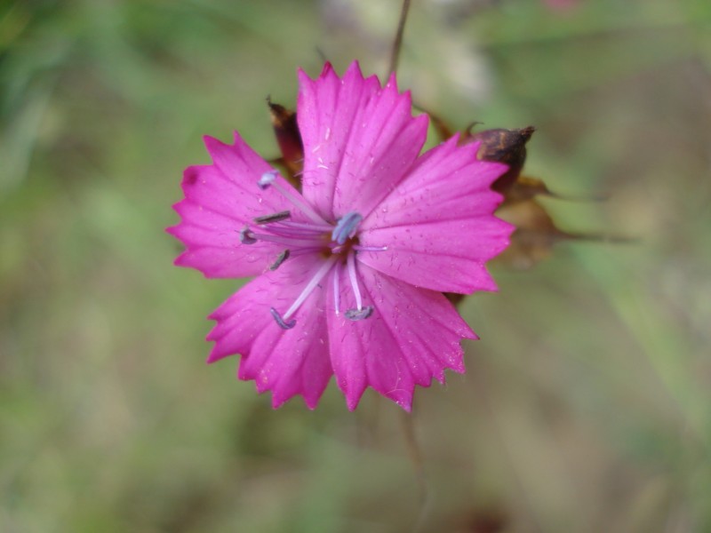 Dianthus carthusianorum / Garofano dei Certosini
