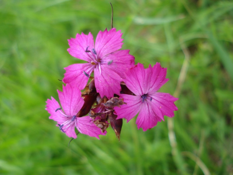 Dianthus carthusianorum / Garofano dei Certosini