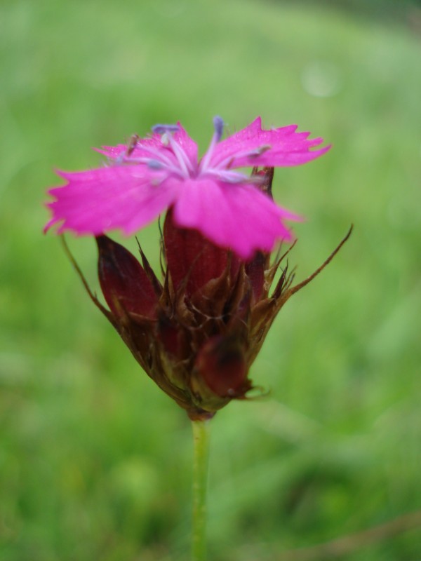 Dianthus carthusianorum / Garofano dei Certosini