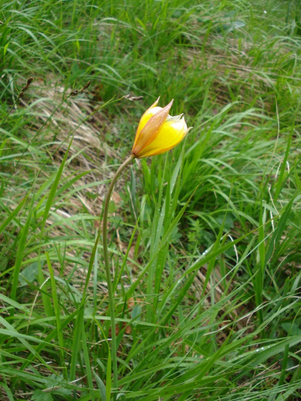 Tulipa australis / Tulipano montano