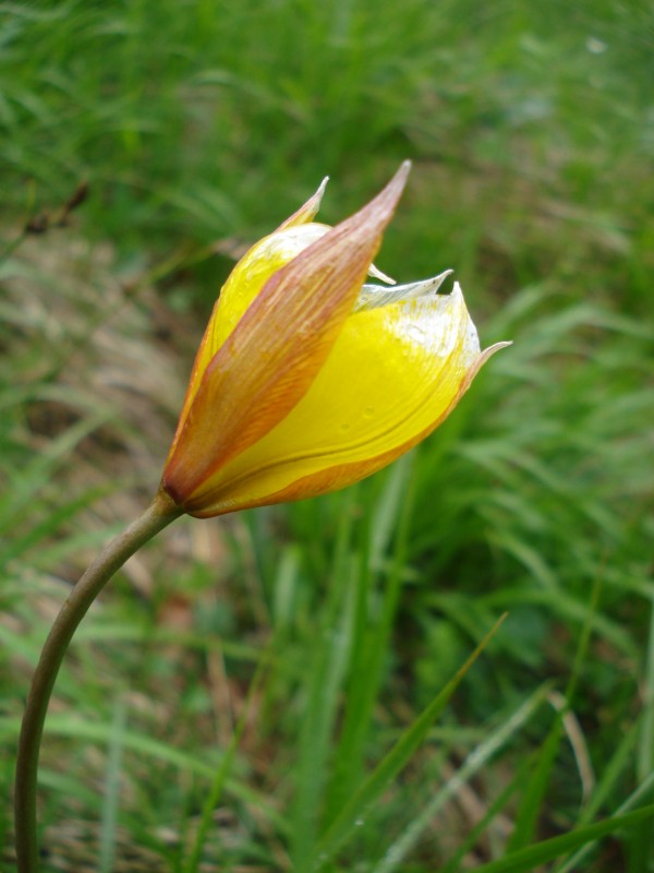 Tulipa australis / Tulipano montano