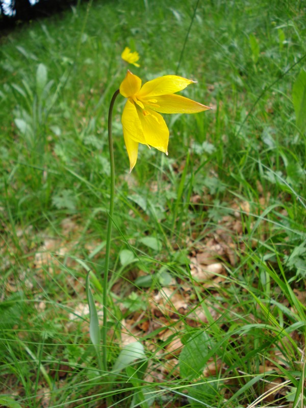 Tulipa australis / Tulipano montano