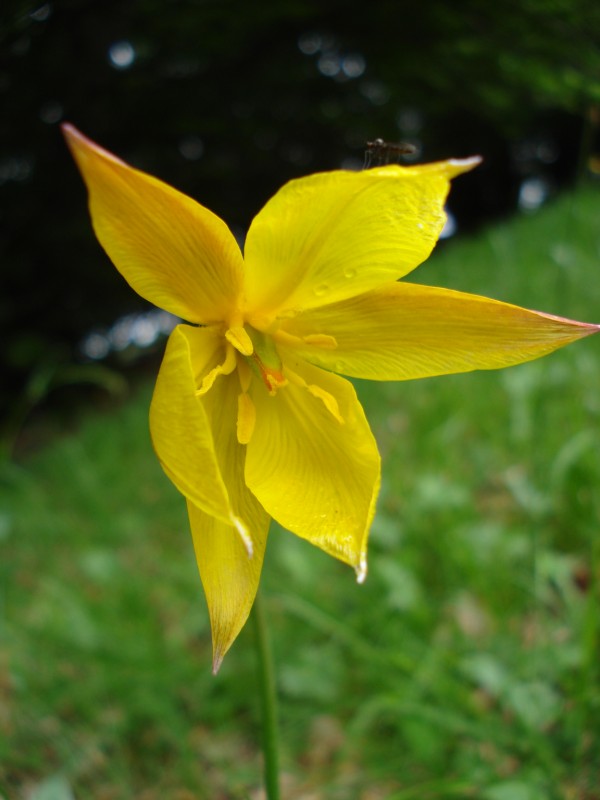 Tulipa australis / Tulipano montano