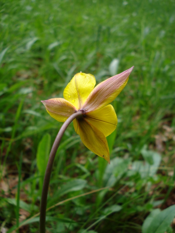 Tulipa australis / Tulipano montano