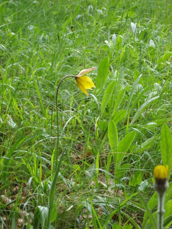 Tulipa australis / Tulipano montano