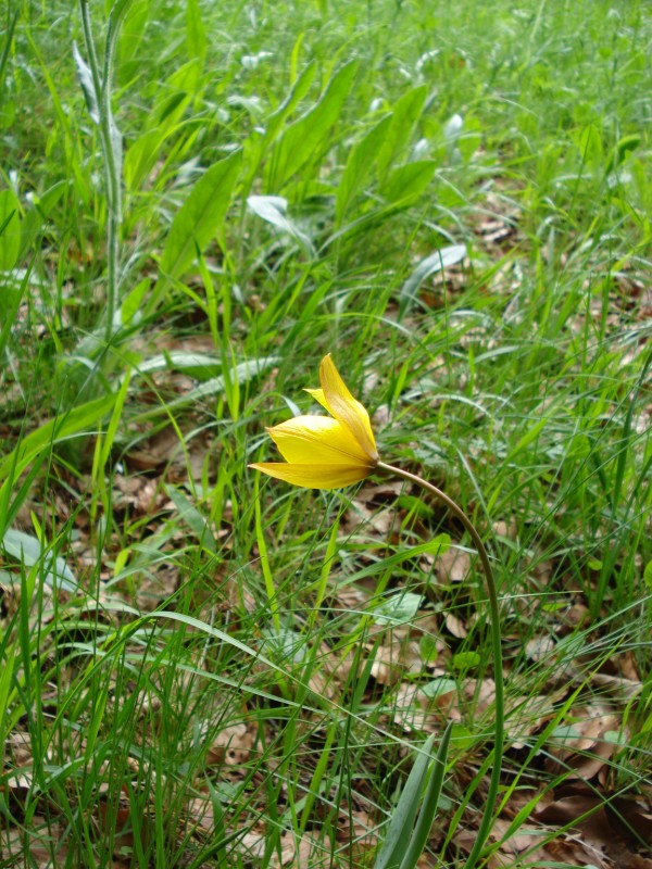 Tulipa australis / Tulipano montano