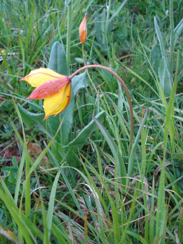 Tulipa australis / Tulipano montano