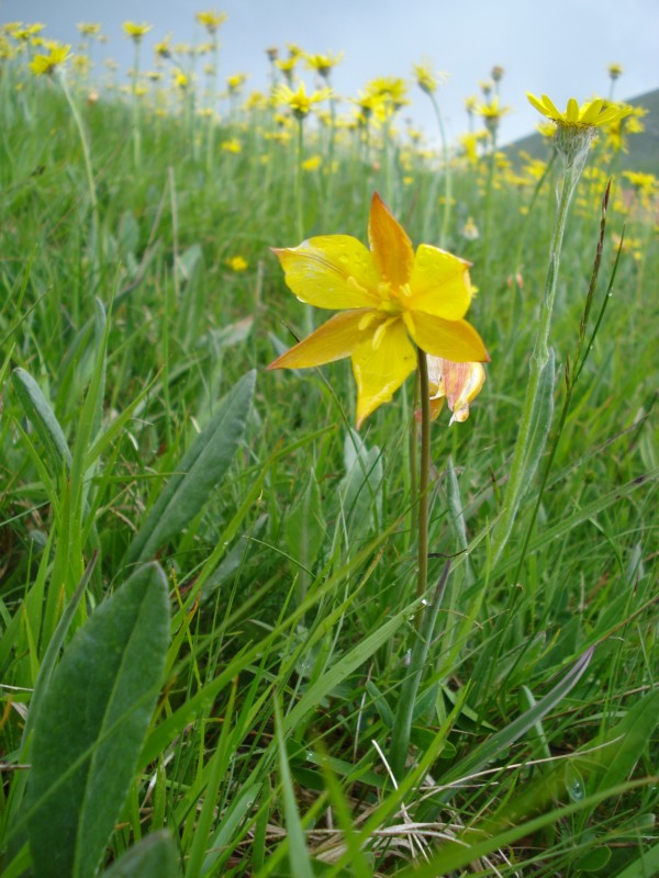 Tulipa australis / Tulipano montano
