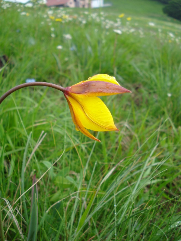 Tulipa australis / Tulipano montano
