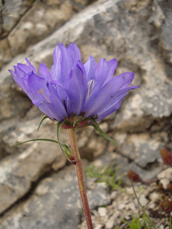 Edraianthus graminifolius / Campanula graminifolia