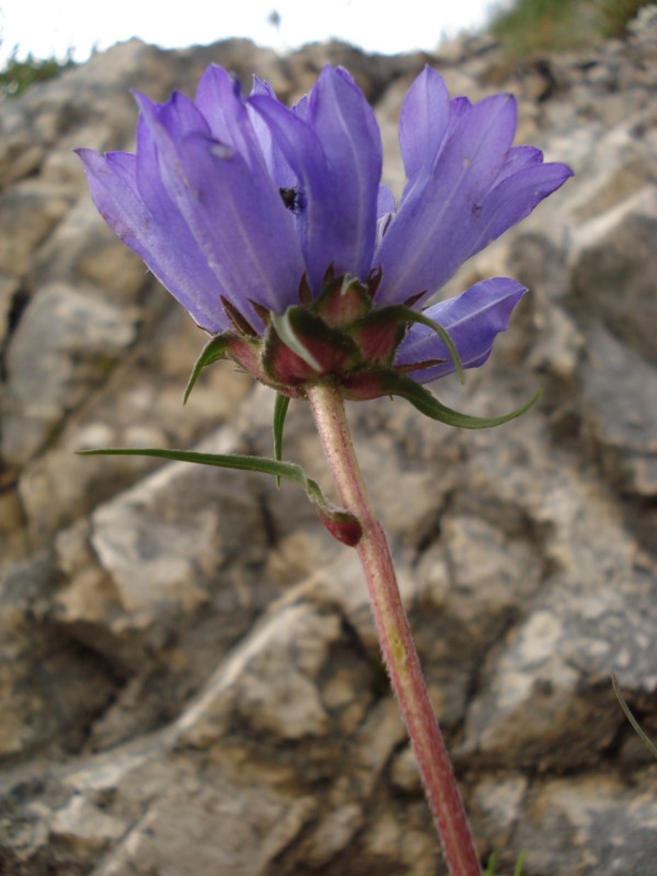 Edraianthus graminifolius / Campanula graminifolia