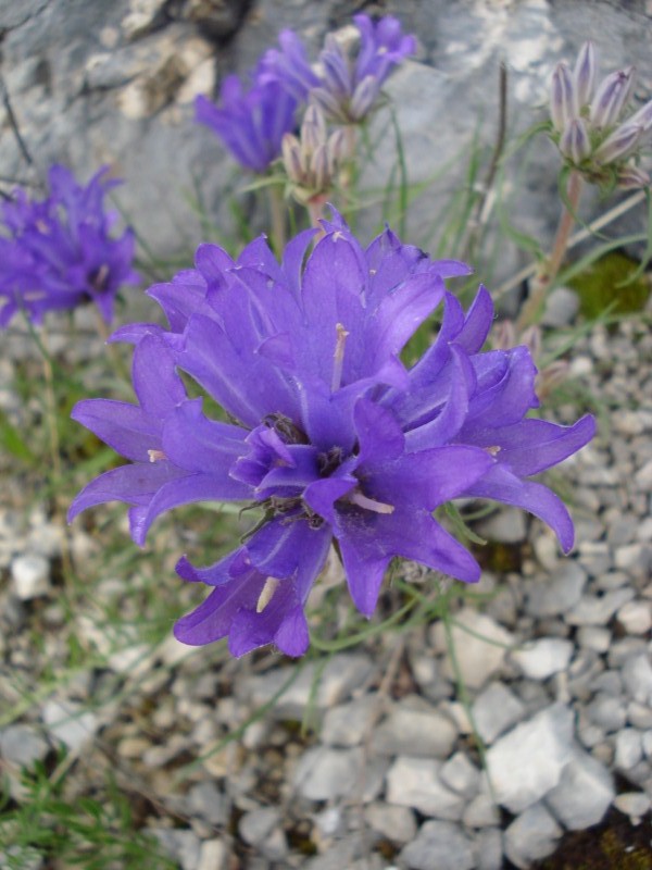 Edraianthus graminifolius / Campanula graminifolia