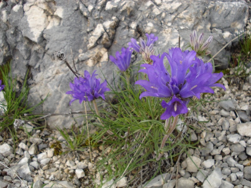 Edraianthus graminifolius / Campanula graminifolia