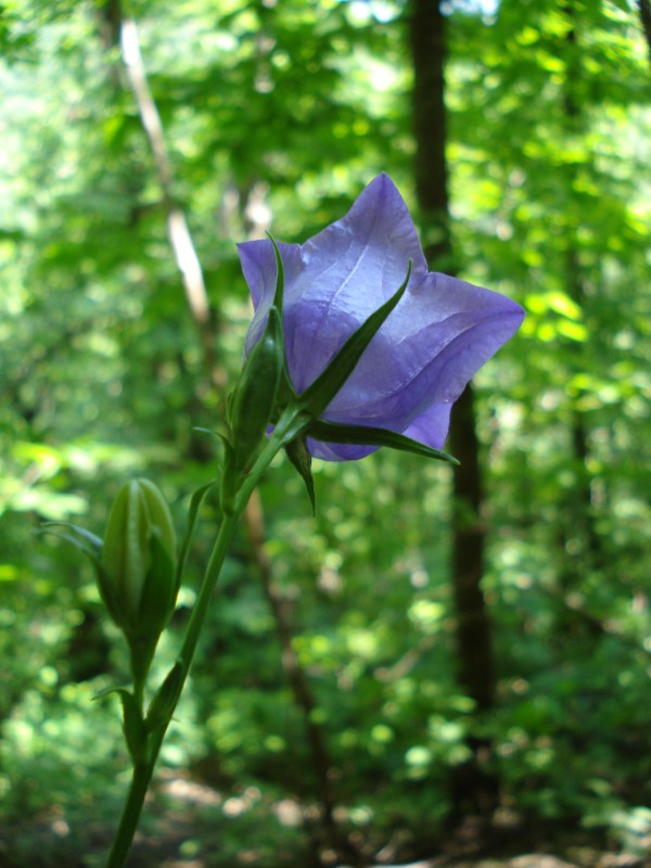 Campanula persicifolia / Campanula con foglie di pesco